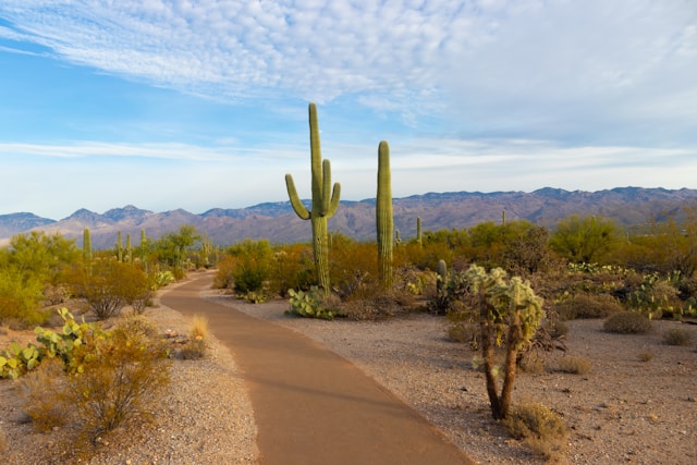 Arizona Airbnb Rental Regulations | Must Know STR Laws